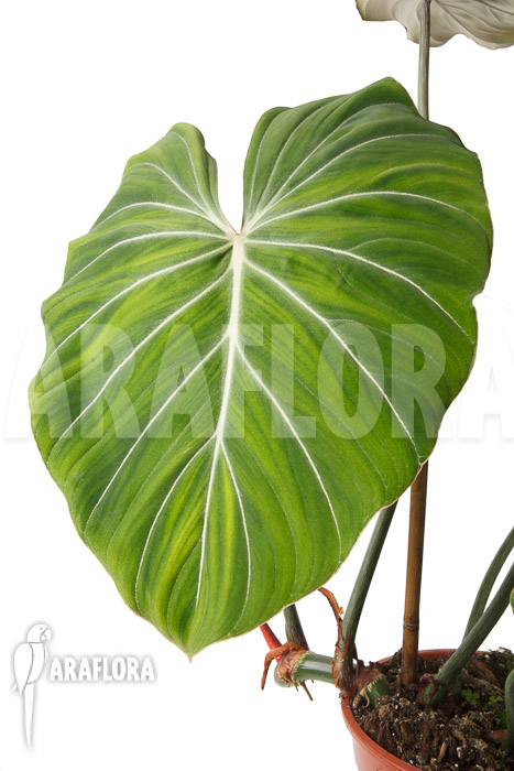 Philodendron gloriosum ‘B’  ‘L’