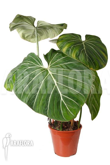Philodendron gloriosum ‘B’  ‘XL’