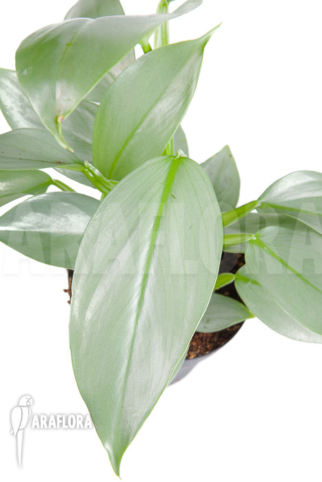 Philodendron hastatum Silver Sword ‘M’