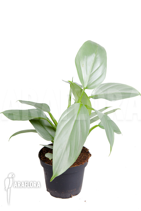 Philodendron hastatum Silver Sword ‘M’