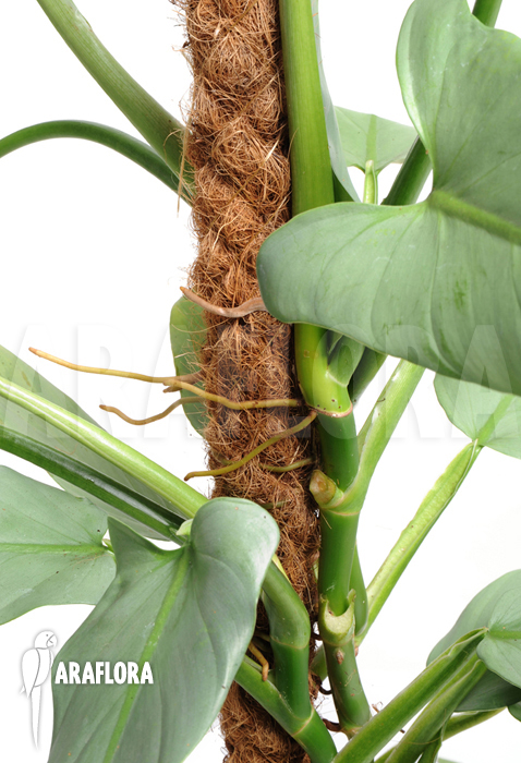 Philodendron hastatum ‘Silver Sword’