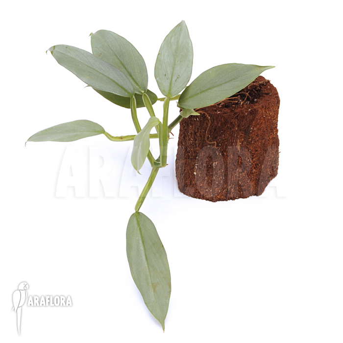 Philodendron hastatum ‘Silver sword’ ‘flower’