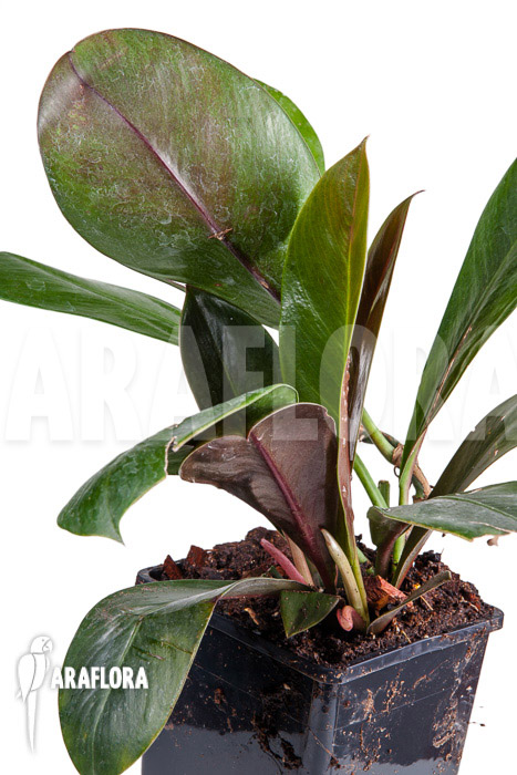 Philodendron linnaei “L”