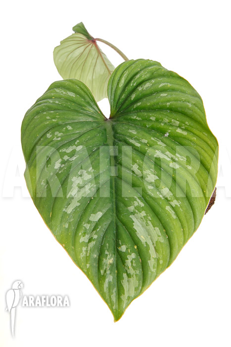Philodendron mamei