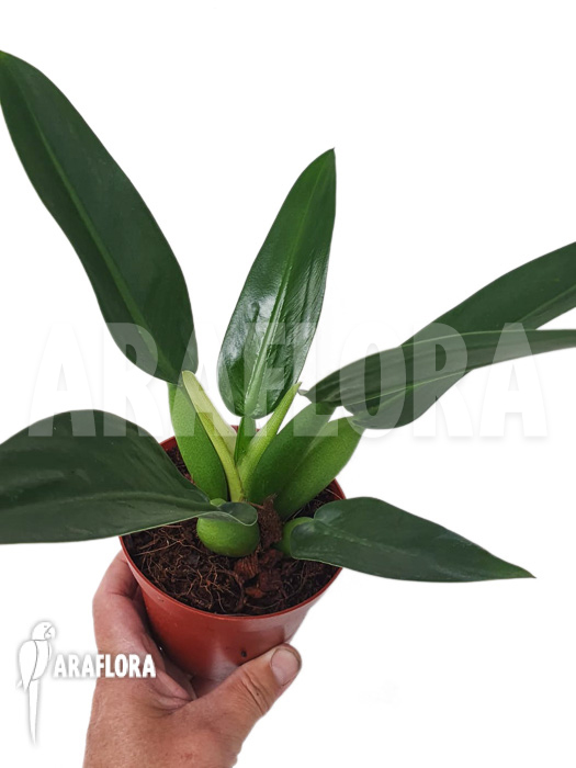 Philodendron martianum ‘starter’