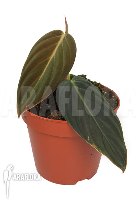 Philodendron melanochrysum S