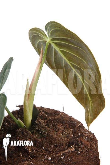 Philodendron melanochrysum Starter