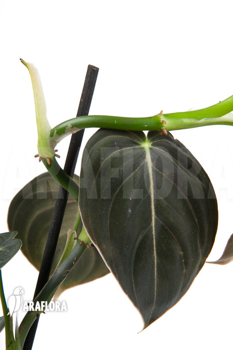 Philodendron micans ‘L’