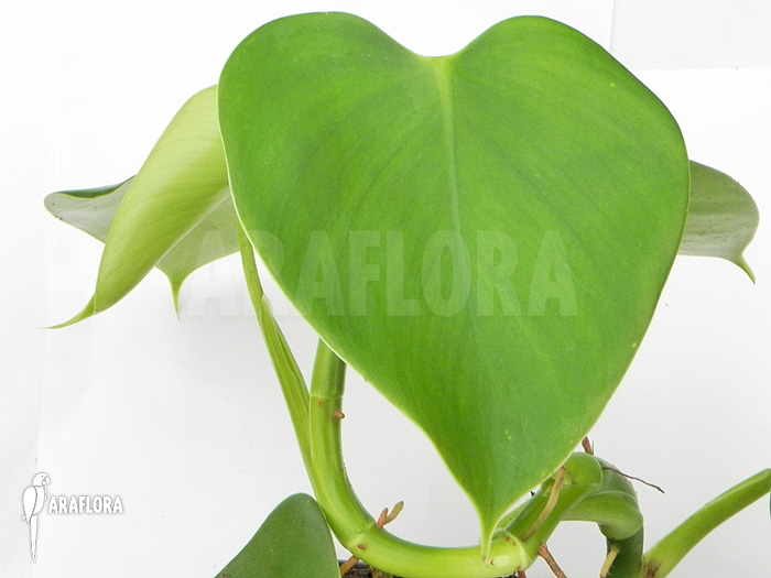 Philodendron microsticum