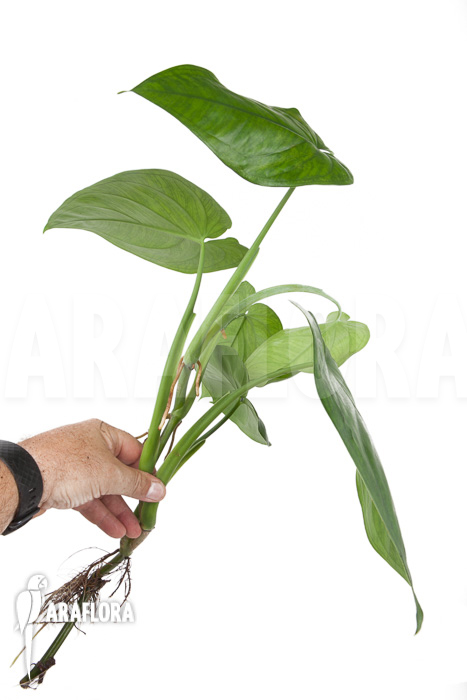 Philodendron ornatum