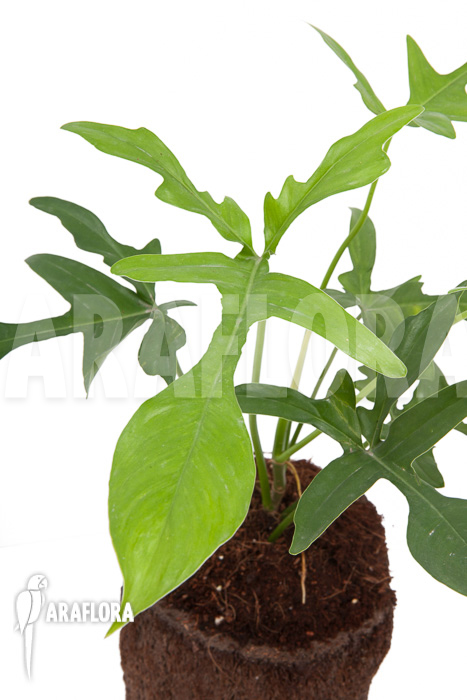Philodendron pedatum ‘glad hands’