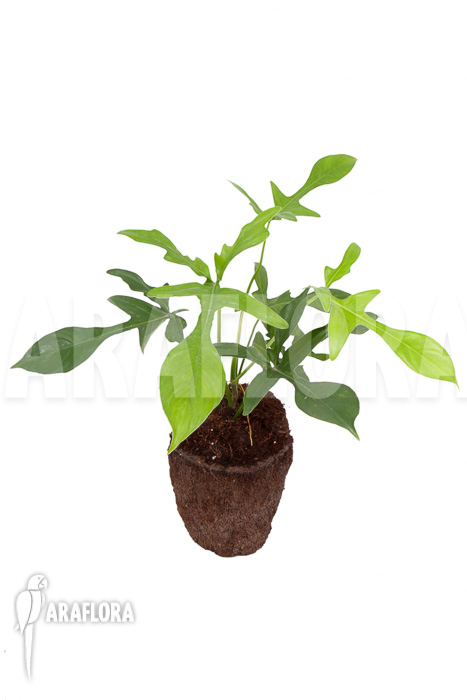 Philodendron pedatum ‘glad hands’