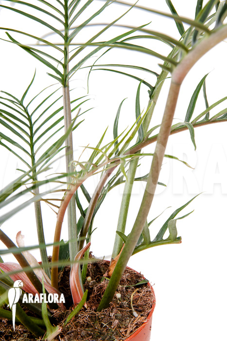 Philodendron polypodioides (tortum) L