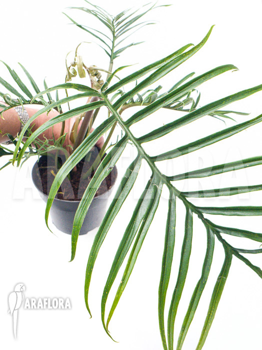 Philodendron polypodioides (tortum) M