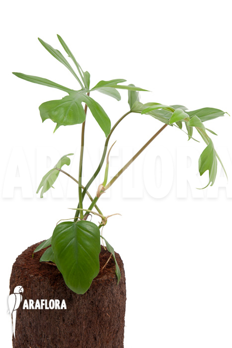 Philodendron radiatum
