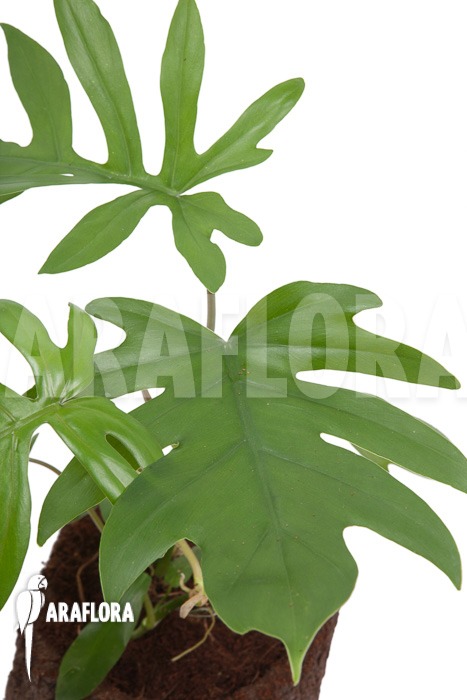 Philodendron radiatum