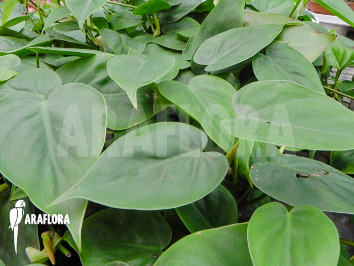 Philodendron scandens
