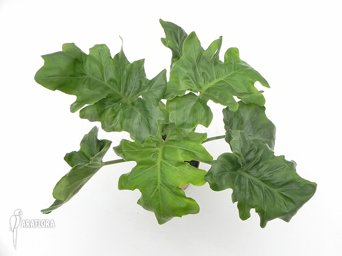 Philodendron selloum ‘Atom’