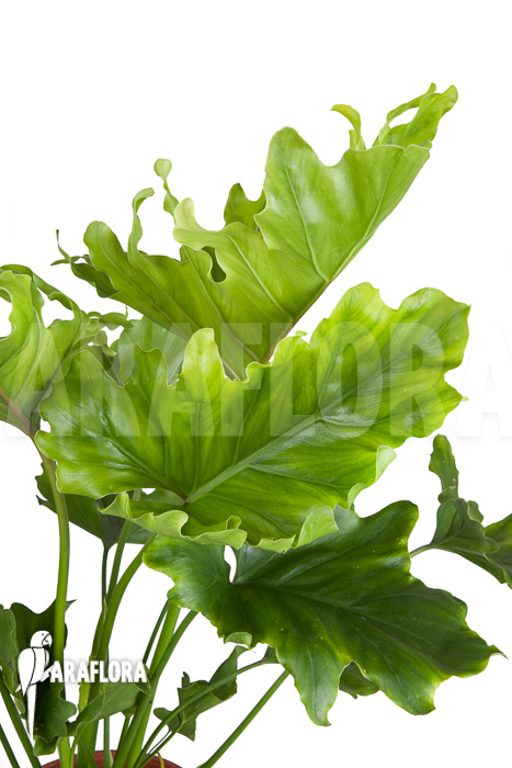 Philodendron selloum ‘Hope’