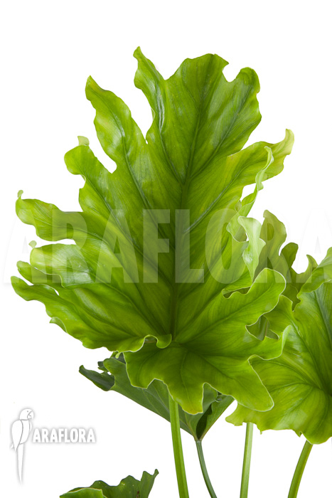 Philodendron selloum ‘Hope’