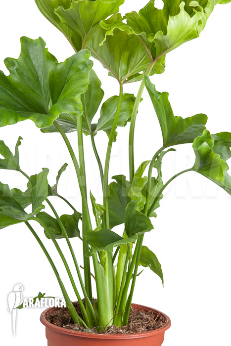 Philodendron selloum ‘Hope’