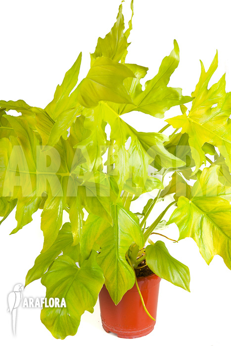 Philodendron selloum gold