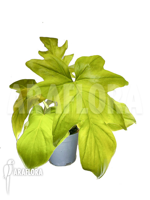 Philodendron selloum gold ‘starter’