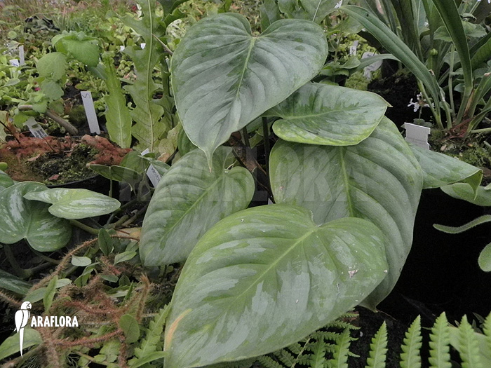 Philodendron sodiroi