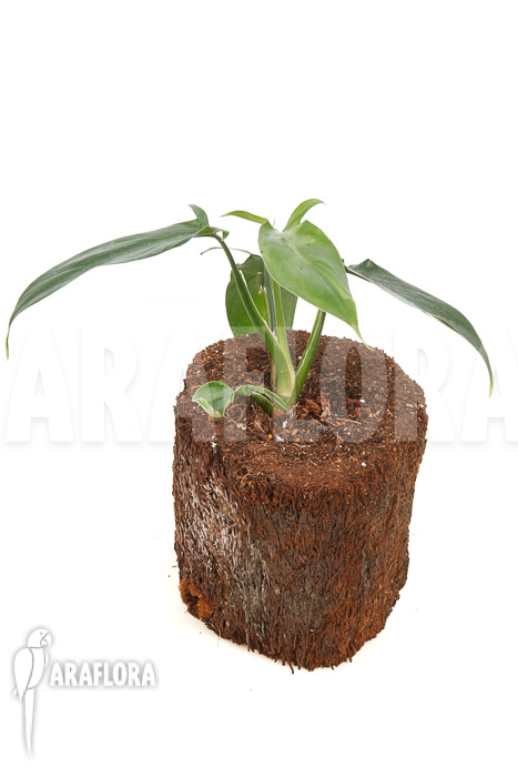 Philodendron sp Colombia