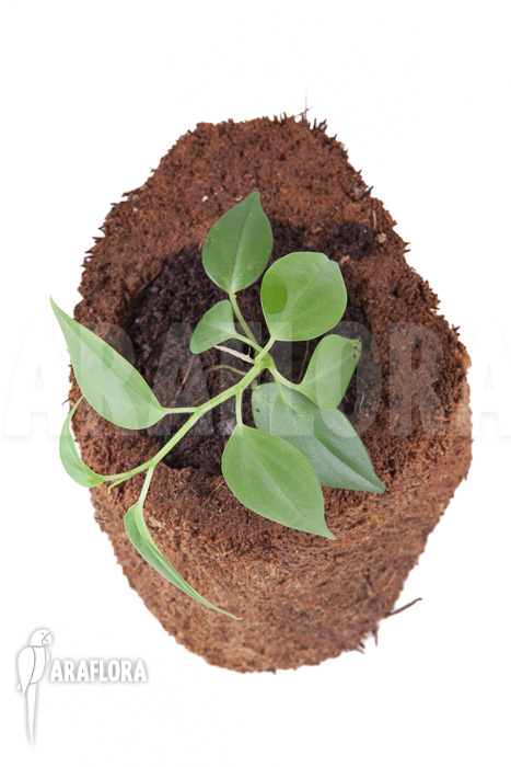 Philodendron species Mini