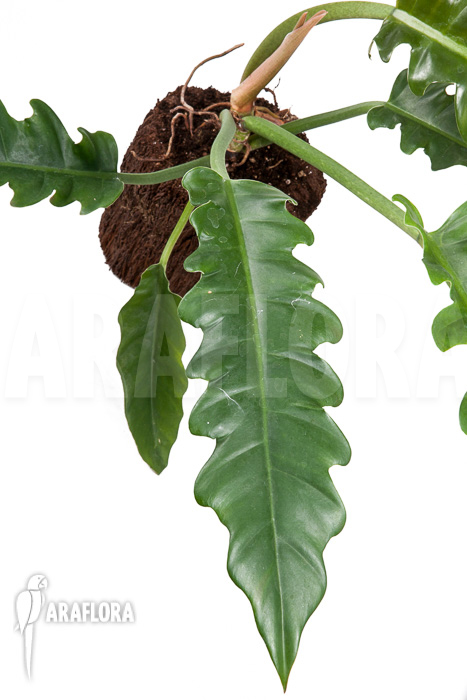 Philodendron species Narrow ‘Starter’