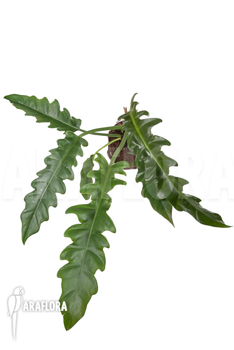 Philodendron species Narrow ‘Starter’