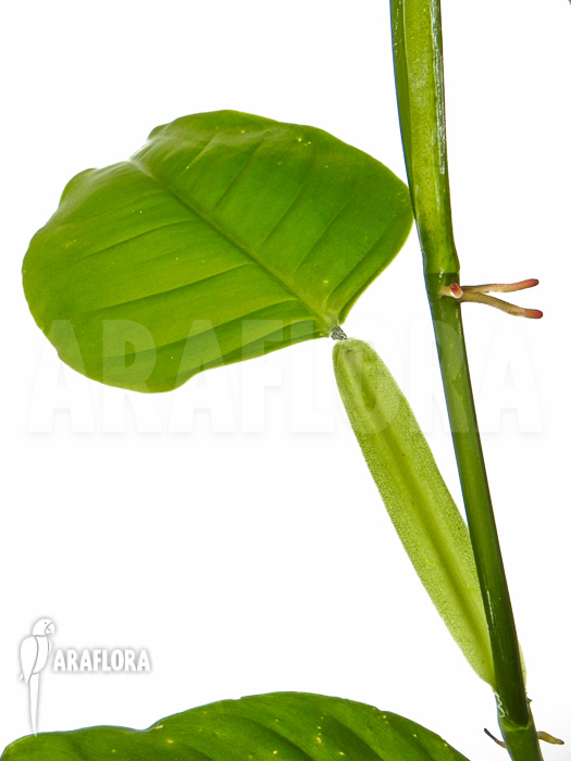 Philodendron species peru
