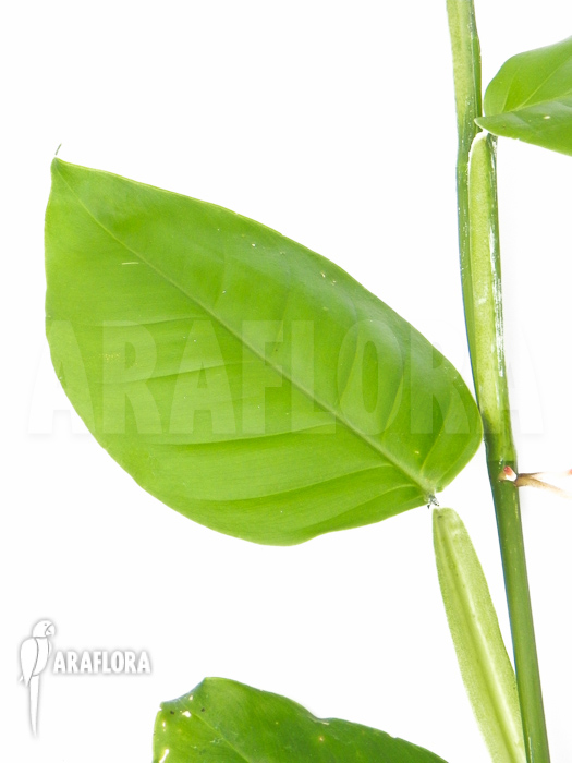 Philodendron species peru