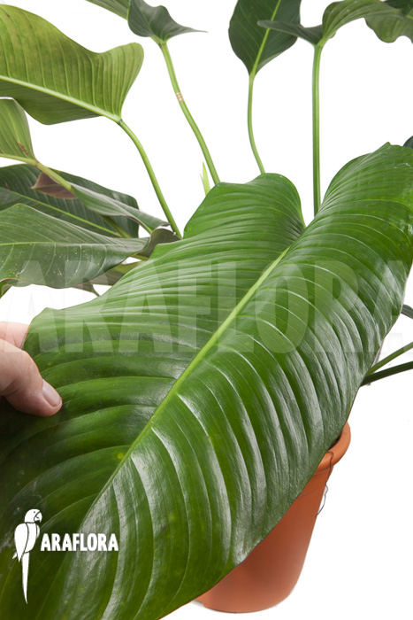 Philodendron species tilaran