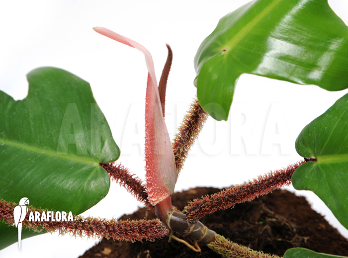 Philodendron squamiferum