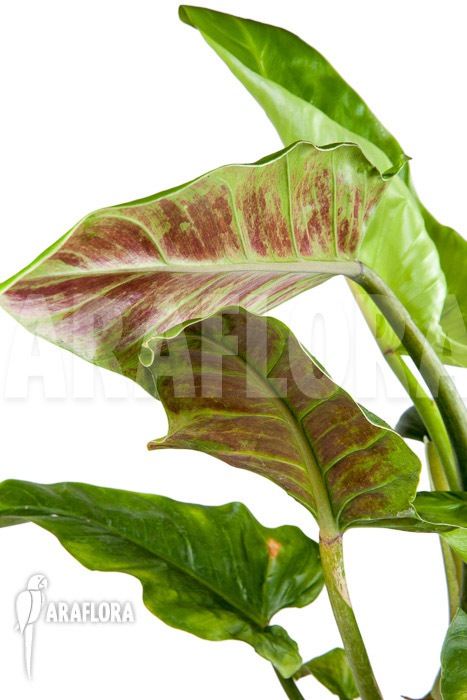Philodendron subhastatum