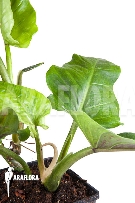 Philodendron subhastatum