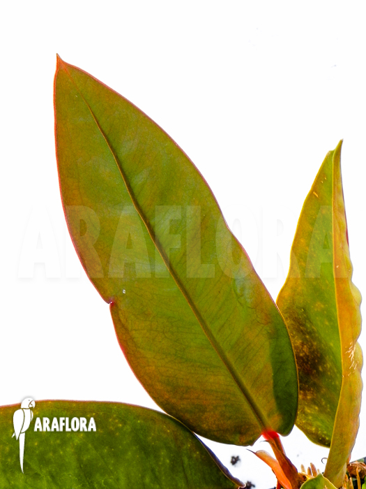 Philodendron superbum