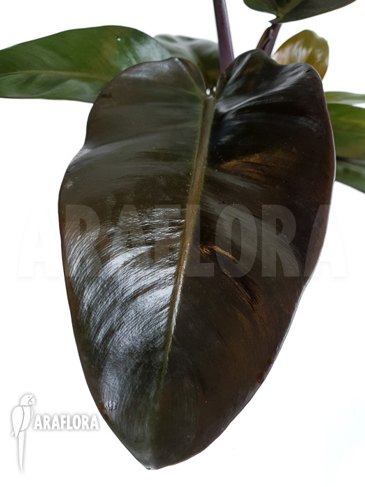 Philodendron x ‘Black Cardinal’