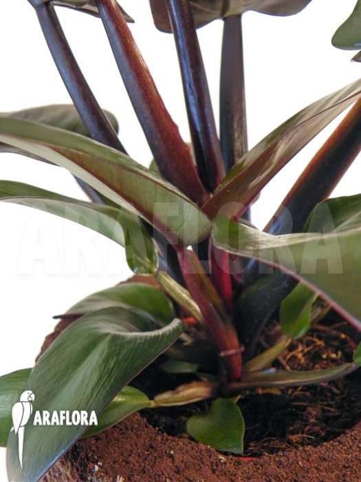 Philodendron x ‘Black Cardinal’