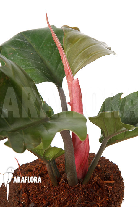 Philodendron x ‘Pluto Red’