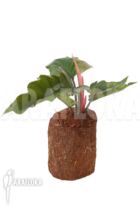 Philodendron x ‘Pluto Red’