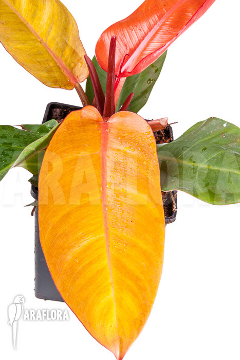Philodendron x ‘Prince of Orange’