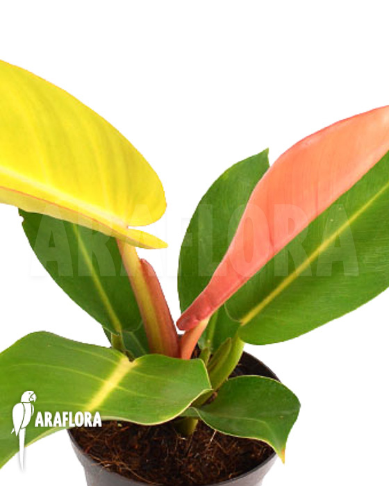 Philodendron x ‘Prince of Orange’