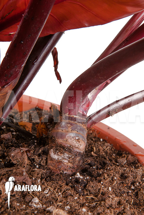 Philodendron x ‘Prince of Orange’ ‘S’