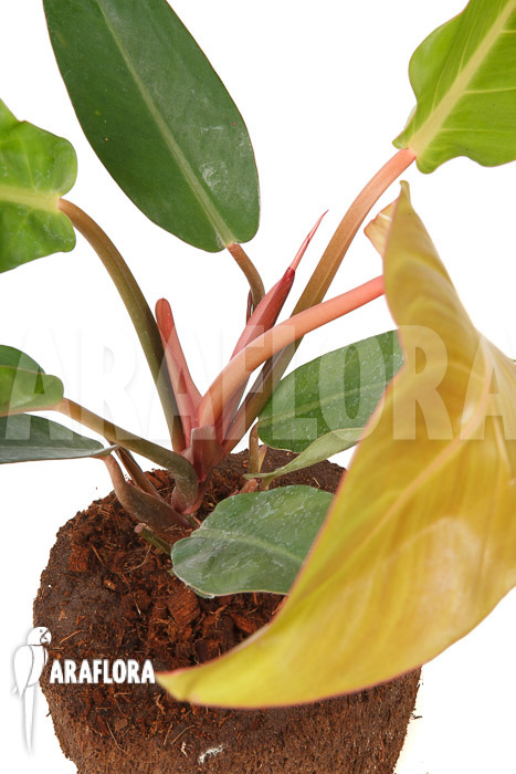 Philodendron x ‘Sun Red’