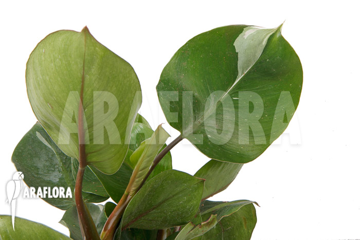 Philodendron x ‘White Knight’