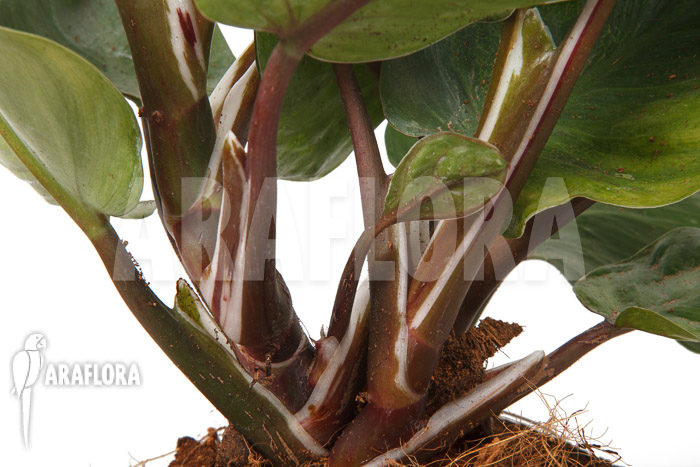 Philodendron x ‘White Knight’