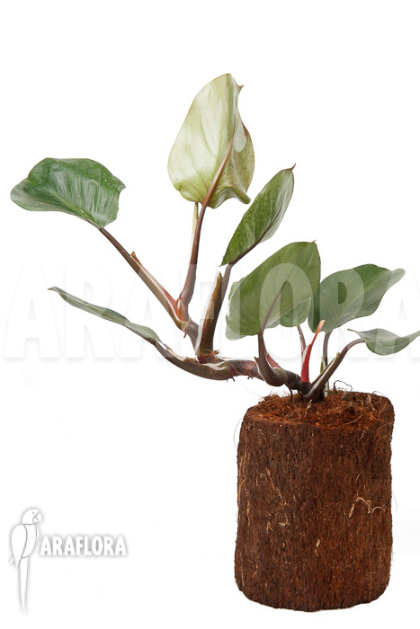 Philodendron x ‘White Knight’ ‘M’